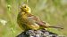 Yellowhammer  - Werner Eberhard