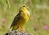 Yellowhammer  - Werner Eberhard