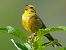 Yellowhammer  - Werner Eberhard
