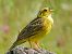 Yellowhammer  - Werner Eberhard
