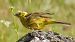 Yellowhammer  - Werner Eberhard