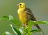 Yellowhammer  - Werner Eberhard