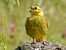 Yellowhammer  - Werner Eberhard