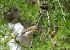 Goldcrest  - Stefan Linder