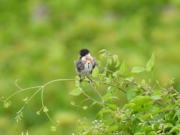 European Stonechat  - Peter Spreiter