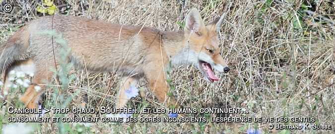 Renard roux  - Bertrand Kowalski