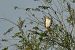 Buse variable (Buteo buteo) © Michel Turk