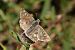 Hespérie des potentilles (Pyrgus armoricanus) © Jack Ambert