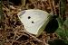 Piéride de l'ibéride (Pieris mannii) © Jack Ambert