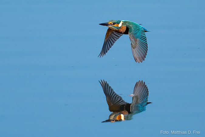 Martin-pêcheur d'Europe  - Matthias D. Frei