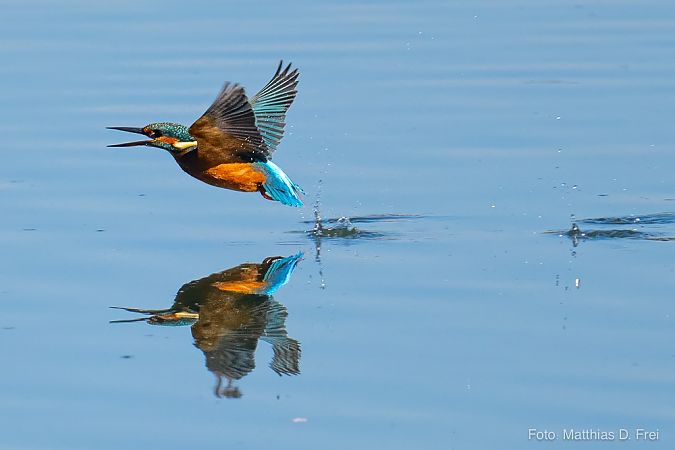 Martin-pêcheur d'Europe  - Matthias D. Frei