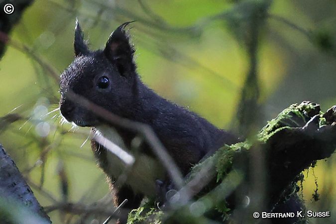 Ecureuil roux  - Bertrand Kowalski