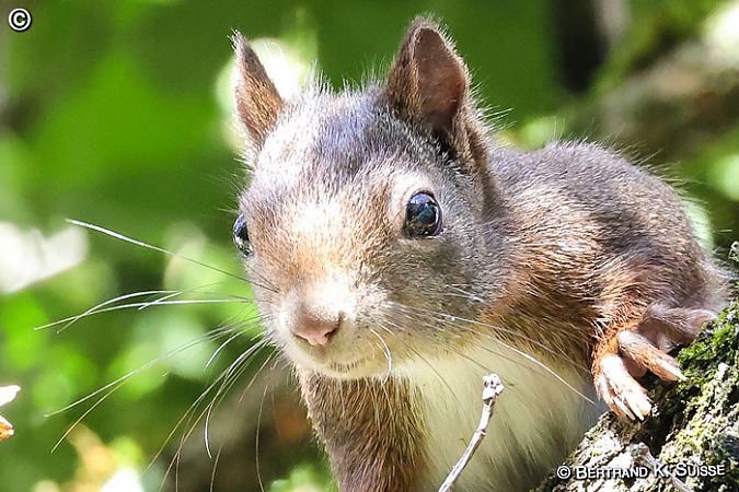 Ecureuil roux  - Bertrand Kowalski