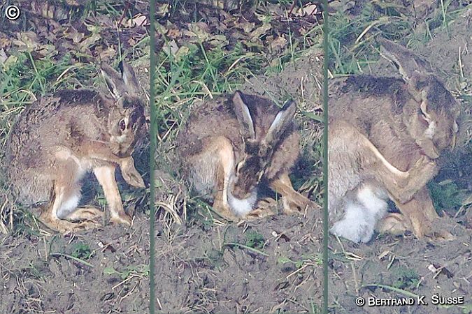 Lièvre d'Europe  - Bertrand Kowalski