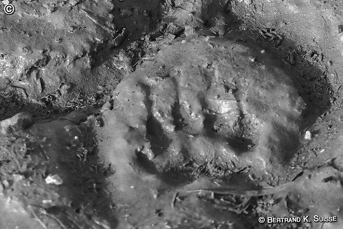 Blaireau européen  - Bertrand Kowalski