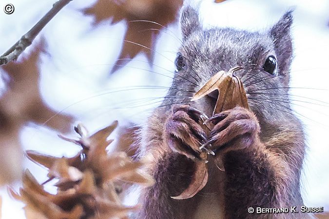 Ecureuil roux  - Bertrand Kowalski