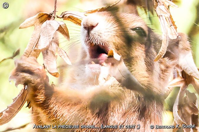 Ecureuil roux  - Bertrand Kowalski