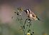 European Goldfinch  - Stefan Linder