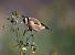 European Goldfinch  - Stefan Linder