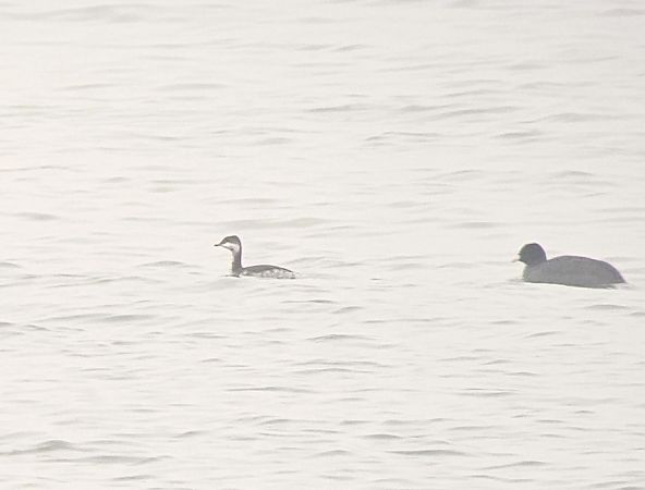 Grèbe esclavon  - Christian Rixen