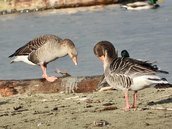 Oie cendrée  - Claude Schaller