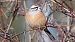 Rock Bunting  - Stefan Röllin
