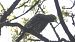 Common Starling  - Fritz Leuchter