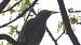Common Starling  - Fritz Leuchter