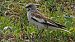 White-winged Snowfinch  - Stefan Röllin