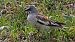 White-winged Snowfinch  - Stefan Röllin