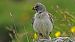 White-winged Snowfinch  - Stefan Röllin