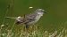Water Pipit  - Stefan Röllin