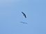Griffon Vulture  - Monika Uster