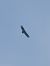 Griffon Vulture  - Monika Uster