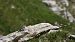 White-winged Snowfinch  - Monika Uster