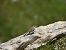 White-winged Snowfinch  - Monika Uster
