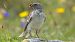 White-winged Snowfinch  - Tessy Schlegel