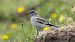 White-winged Snowfinch  - Tessy Schlegel