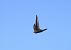 Common Swift  - Stefan Linder