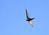 Common Swift  - Stefan Linder
