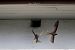 Common Swift  - Stefan Linder