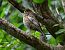 Ring Ouzel  - Lorenzo Vinciguerra