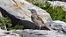 Common Rock Thrush  - Stefan Röllin