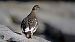 Rock Ptarmigan  - Stefan Röllin