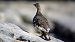 Rock Ptarmigan  - Stefan Röllin