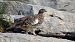 Rock Ptarmigan  - Stefan Röllin