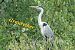 Grey Heron  - Fritz Leuchter