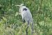 Grey Heron  - Fritz Leuchter
