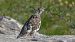 Rock Ptarmigan  - Tessy Schlegel
