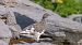 Rock Ptarmigan  - Tessy Schlegel